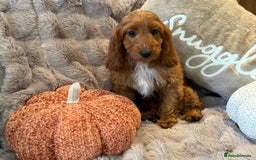 Cockapoo dogs for sale: F1 Show Cockapoo girls fully vaccinated   - Image 2