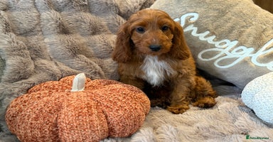 Cockapoo dogs - Advert 3