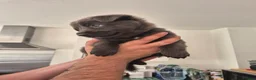 German Shepherd dogs for sale: Rare Blue & black & white german shepherd puppies - Advert 5