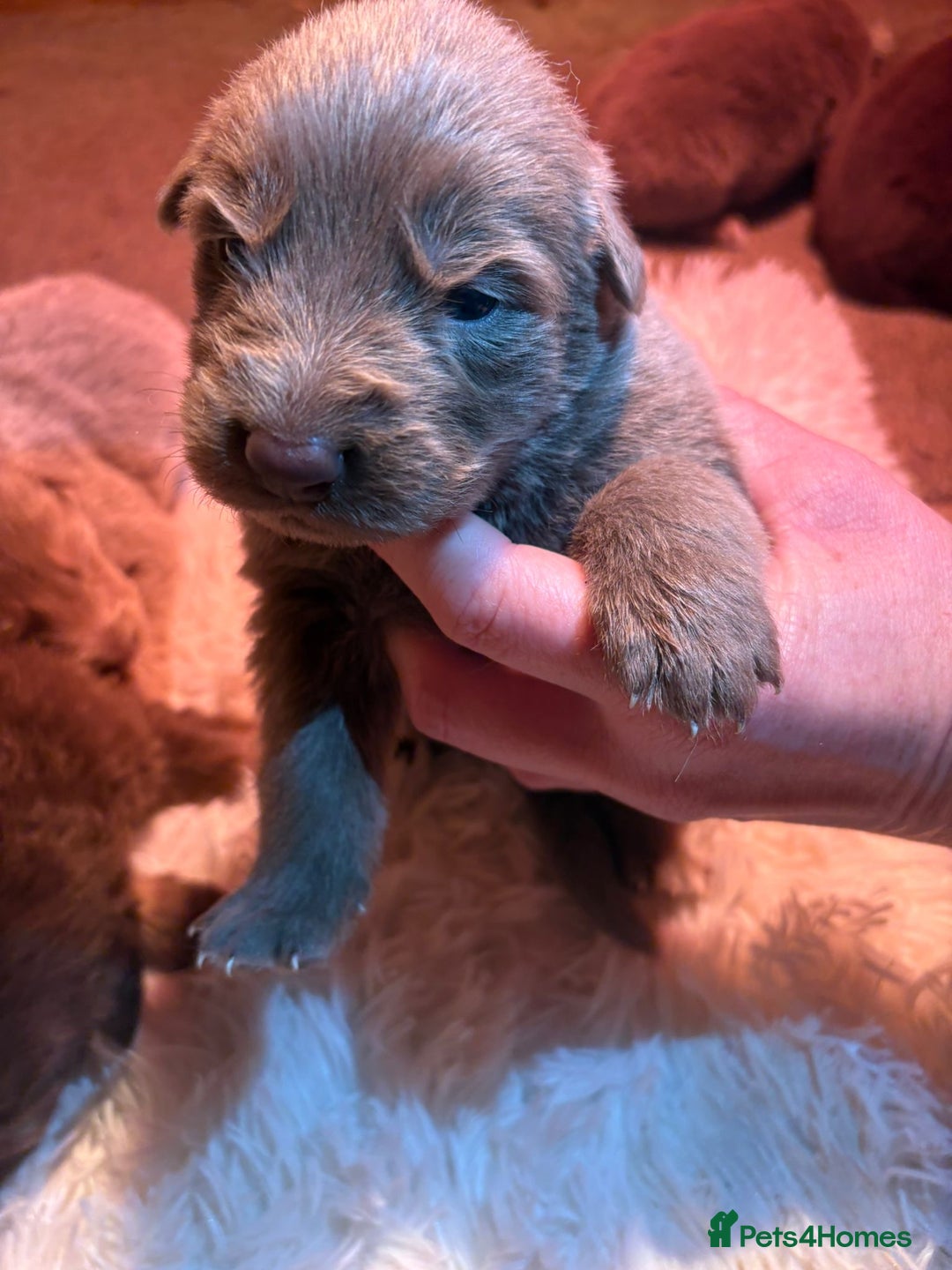 German Shepherd dogs for sale: Working KC GSD German shepherd puppies  - Image 18