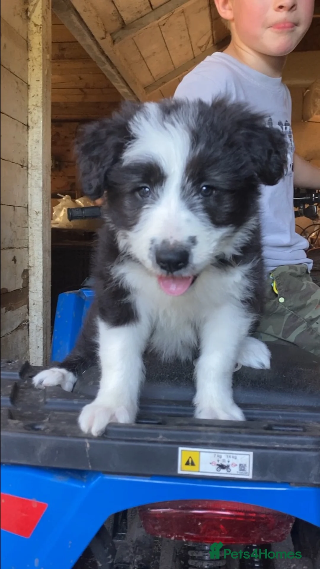Border Collie dogs for sale: Beautiful Collie Pups for sale - Advert 1