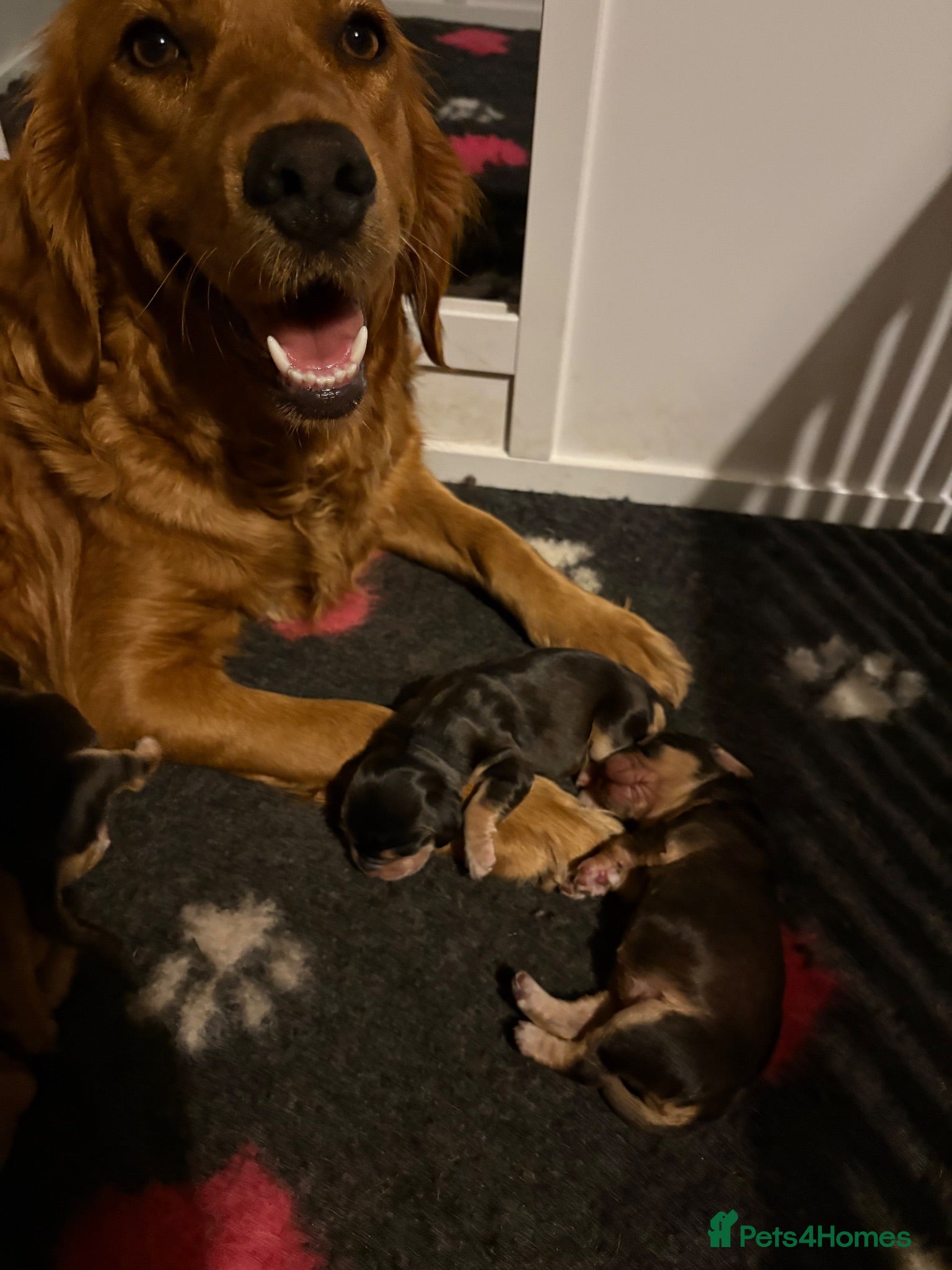 Mixed Breed dogs Mini golden retrievers ( DAKOTA SPORT RETRIEVERS)  - Advert 1