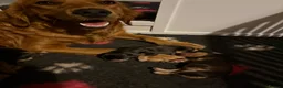 Mixed Breed dogs for sale: Mini golden retrievers ( DAKOTA SPORT RETRIEVERS)  - Advert 23