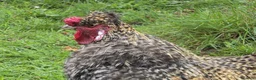 Chickens poultry for sale: Silkie Rooster in Newtownabbey - Advert 1