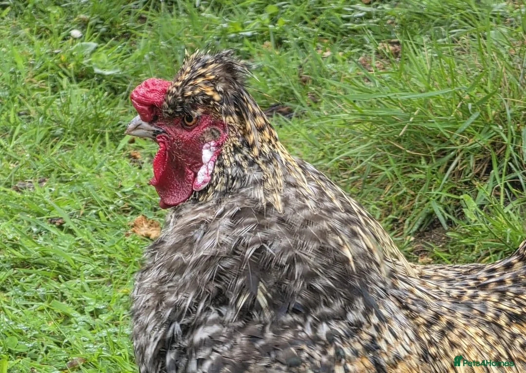 Chickens poultry for sale: Silkie Rooster in Newtownabbey - Advert 1