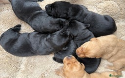 Labrador Retriever dogs for sale: Black/fox Labrador kc with 5 wks free insurance  - Image 30