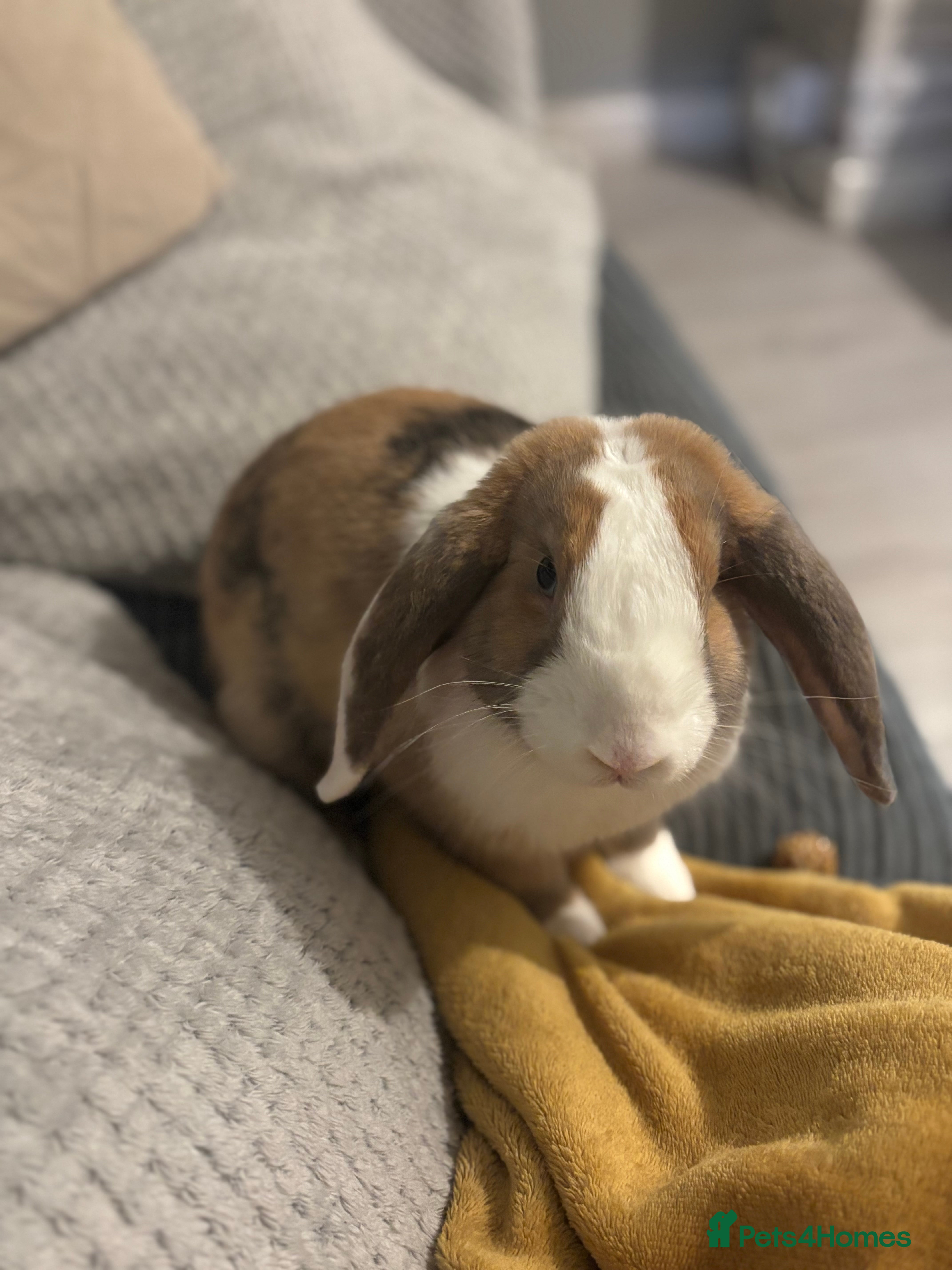 English Lop rabbits Rabbit to re-home  - Advert 1