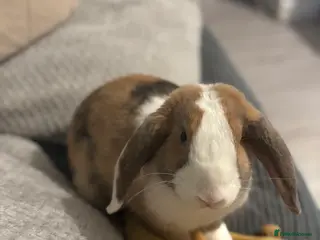 English Lop rabbits Rabbit to re-home - Advert 1