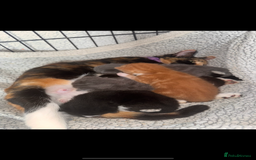 British Shorthair cats for sale: ****3 BABIES LEFT**** - Image 1