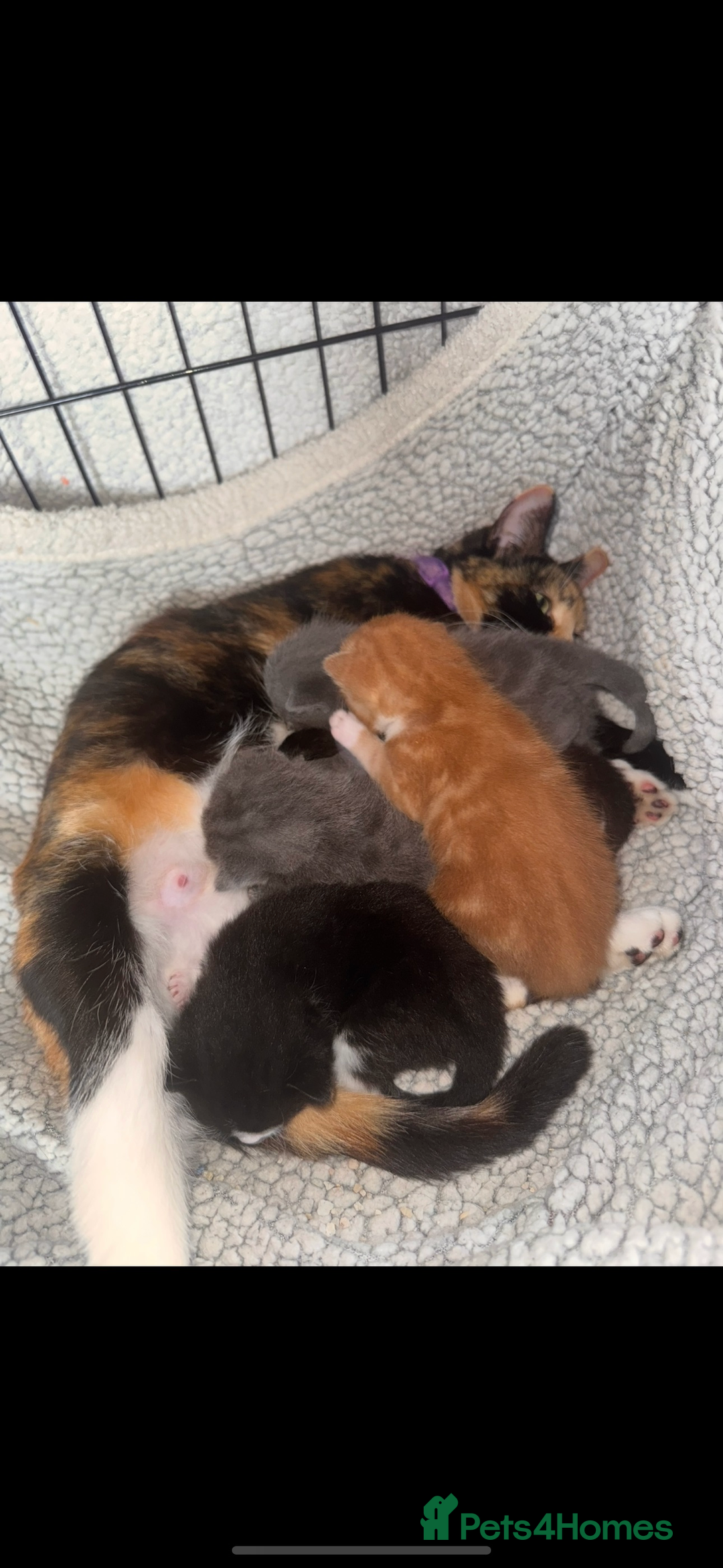 British Shorthair cats for sale: ****3 BABIES LEFT**** - Image 1