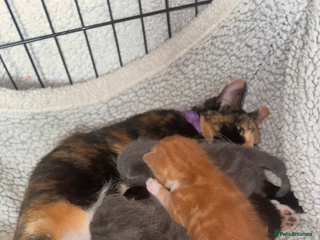 British Shorthair cats - Advert 4