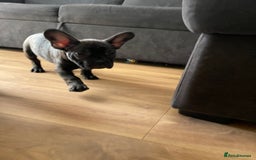 French Bulldog dogs for sale: (Reduced price)Adorable French bulldog Puppy in Bicester - Image 3