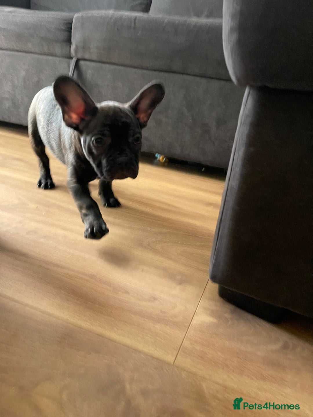 French Bulldog dogs for sale: (Reduced price)Adorable French bulldog Puppy in Bicester - Image 3