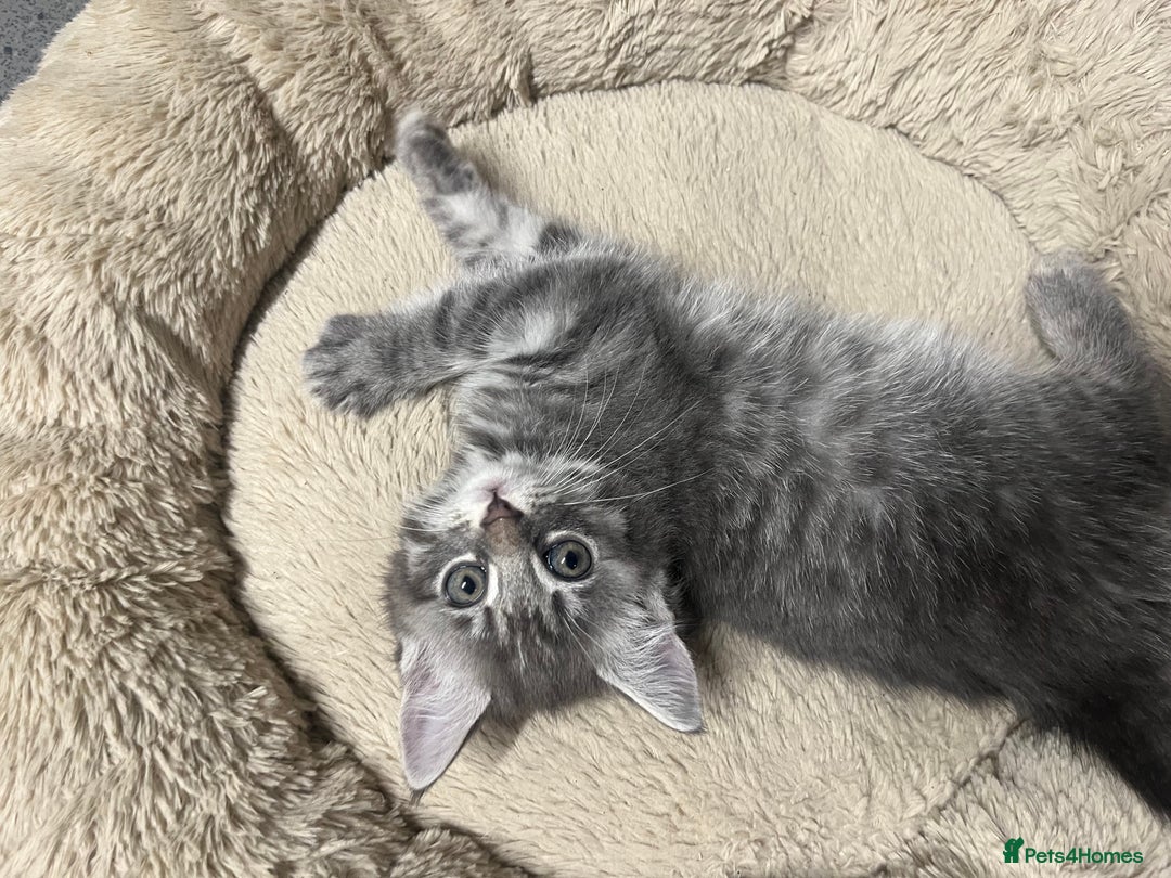 Mixed Breed cats for sale: 🐾 Stunning 9 week old blue eyed Kittens - Advert 8