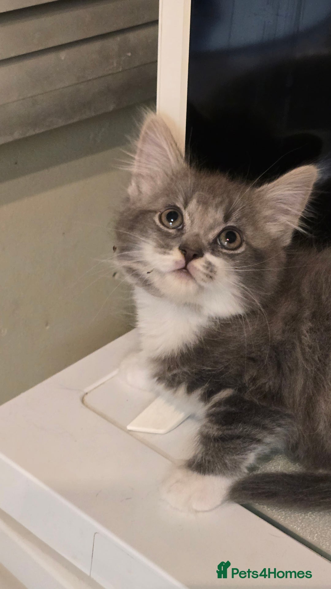 British Longhair cats for sale: Fluffy and Beautiful Kittens Seeking Forever Homes - Advert 1