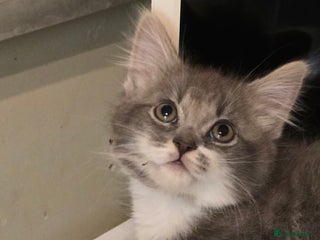 British Longhair cats Fluffy and Beautiful Kittens Seeking Forever Homes - Advert 2