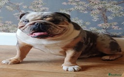 Olde English Bulldogge dogs for stud: bulldog for stud - Image 2