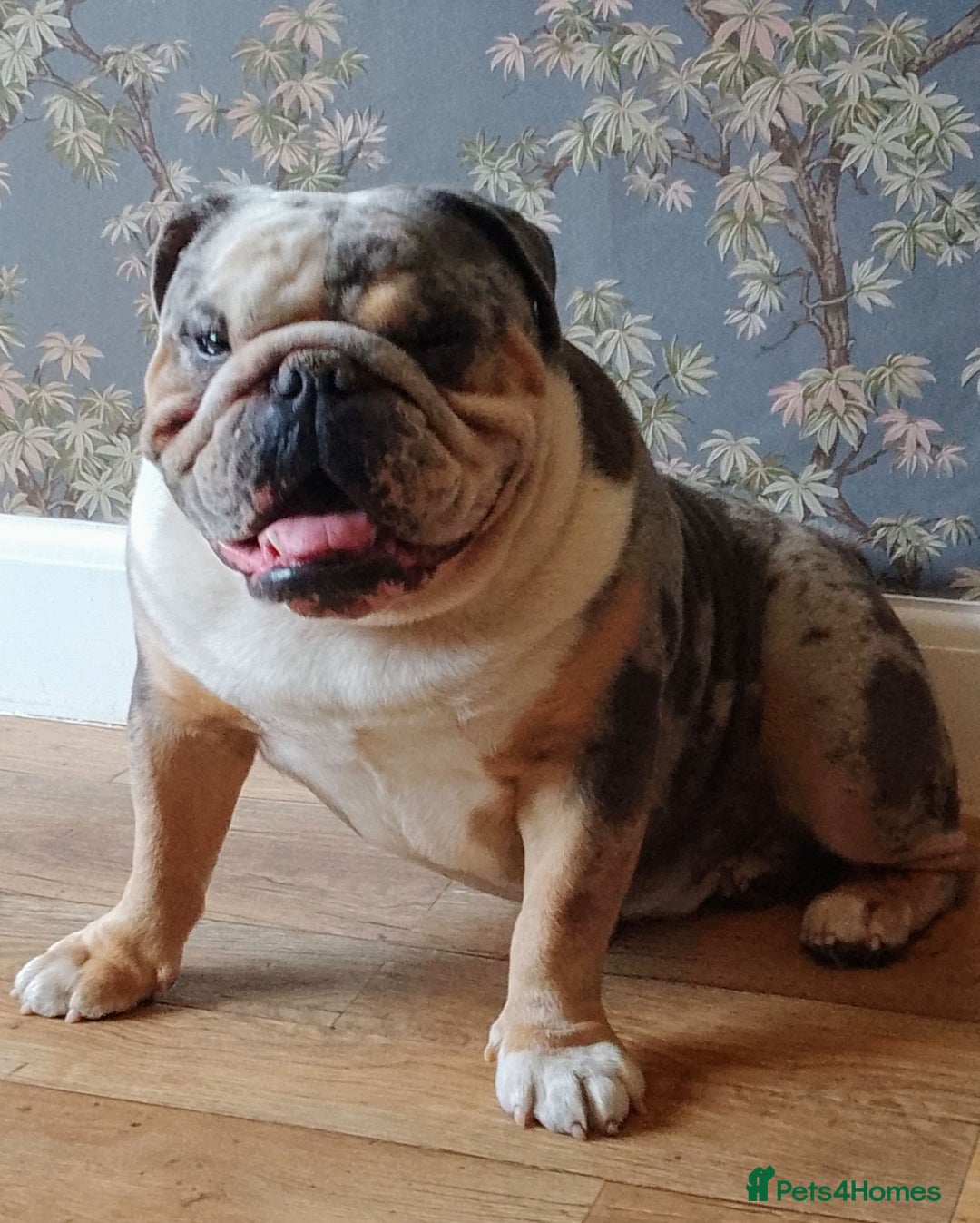 Olde English Bulldogge dogs for stud: bulldog for stud - Image 2