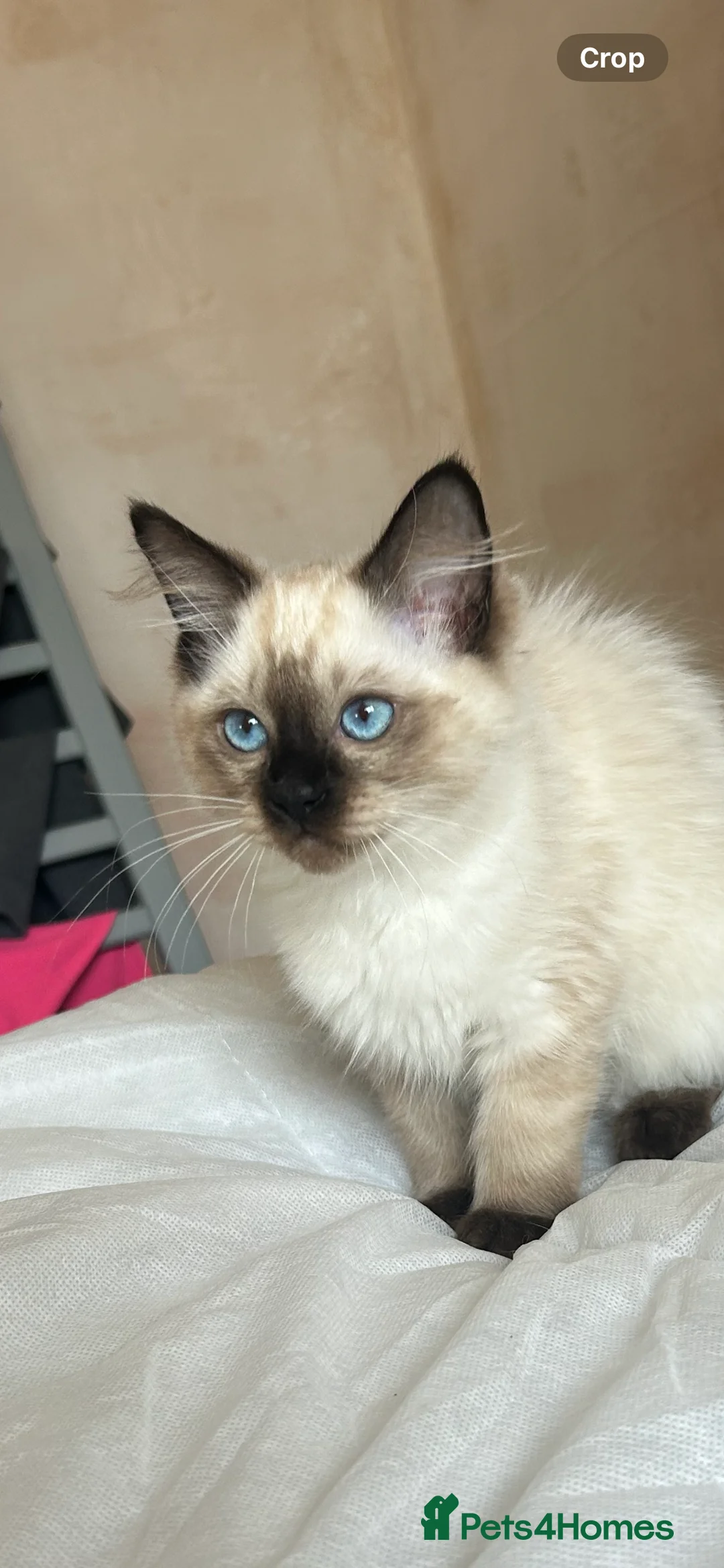 Ragdoll cats for sale: 😸🐾Pure Ragdoll kitties😸🐾 2 male & 1 female🐾😸 - Advert 2
