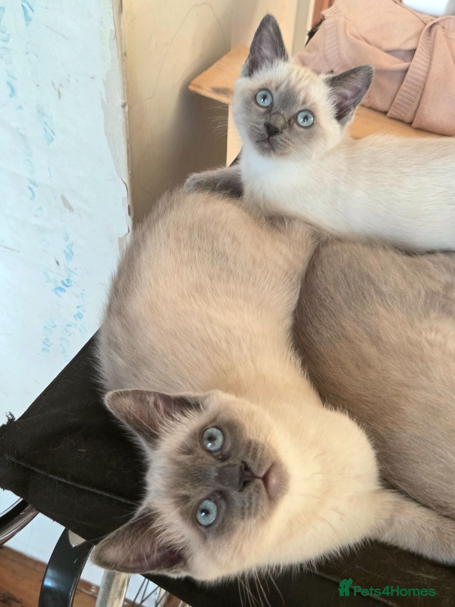 Ragdoll cats Beautiful blue point Ragdoll cross kittens - Advert 4