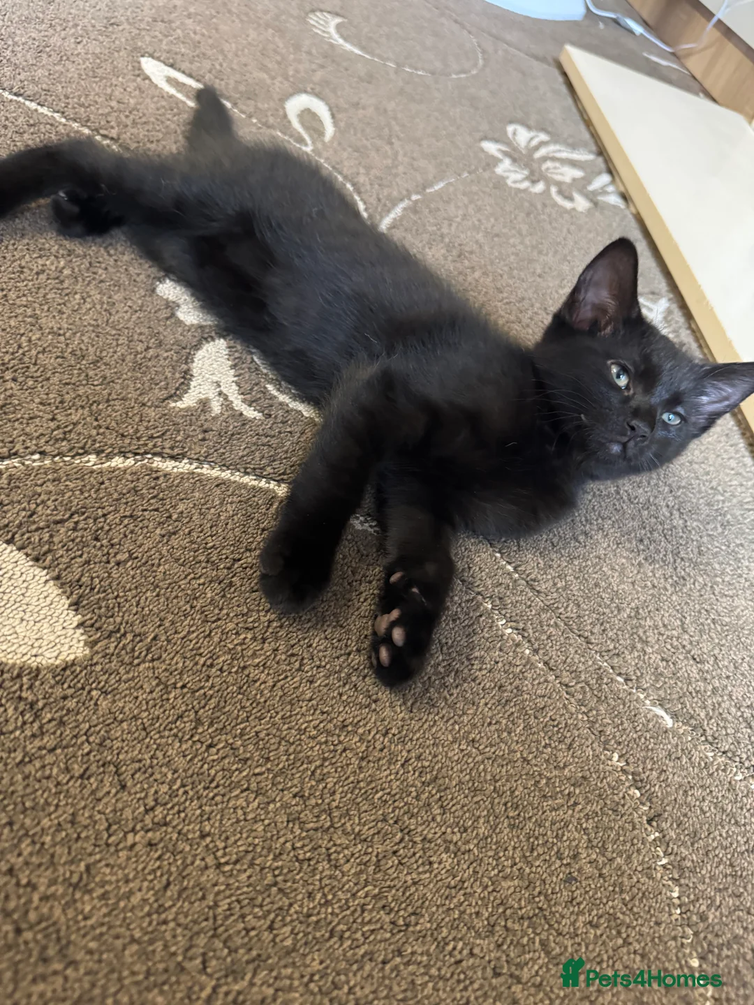 British Shorthair cats for sale: ONE BLACK MALE KITTEN FOR SALE - Advert 2