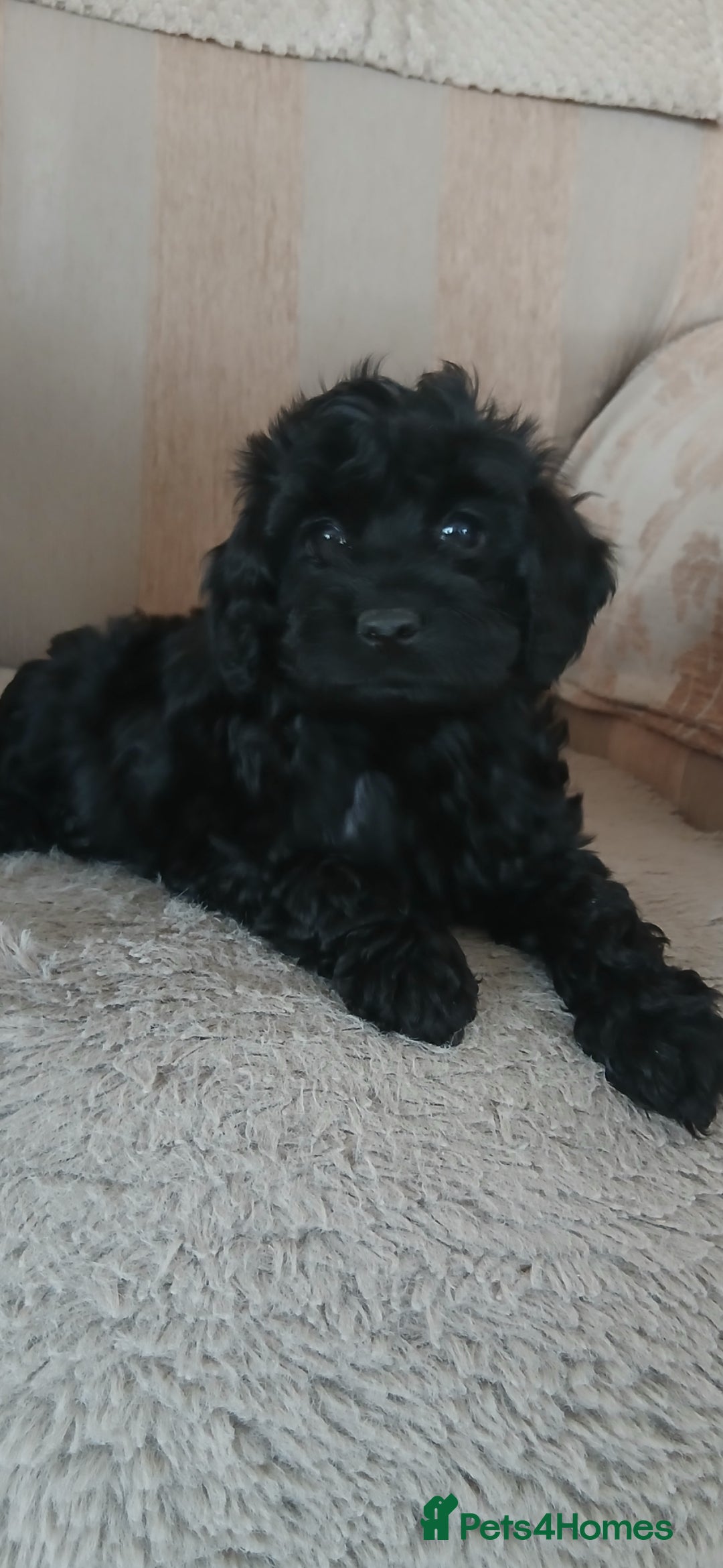 Cockapoo dogs for sale: Stunning black cockapoos  - Image 6