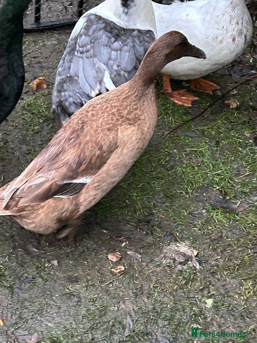Ducks poultry for sale: 2 females and 2 male ducks for sale  - Advert 17