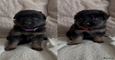 German Shepherd dogs Beautiful black and gold German shepherd puppies  - Advert 4