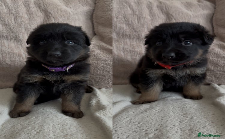 German Shepherd dogs - Advert 15