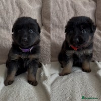 German Shepherd dogs Beautiful black and gold German shepherd puppies - Advert 4