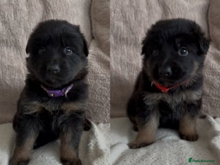 German Shepherd dogs Beautiful black and gold German shepherd puppies - Advert 3