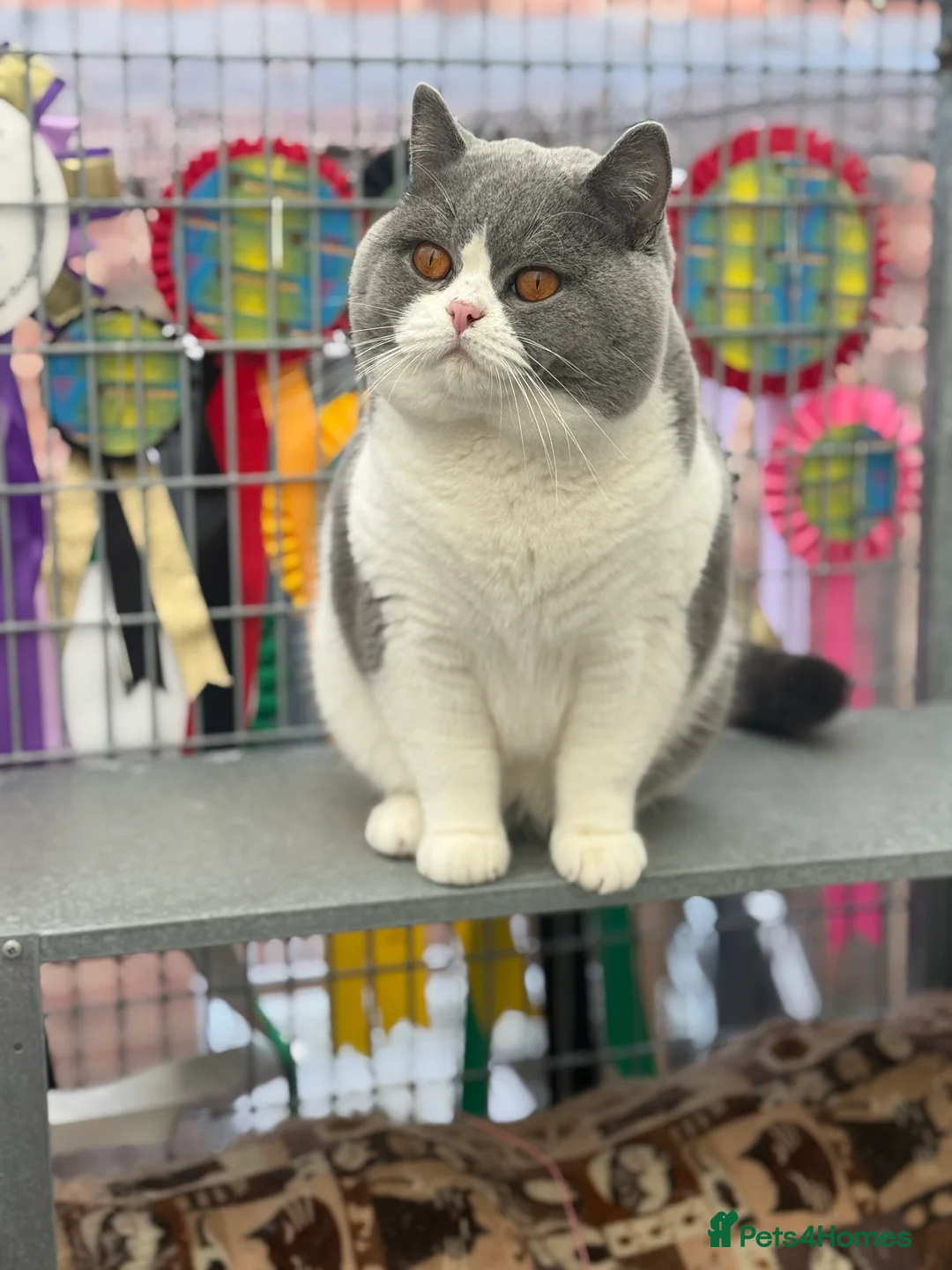 British Shorthair cats for stud: Exceptional polish import excellent pedigree  - Advert 2