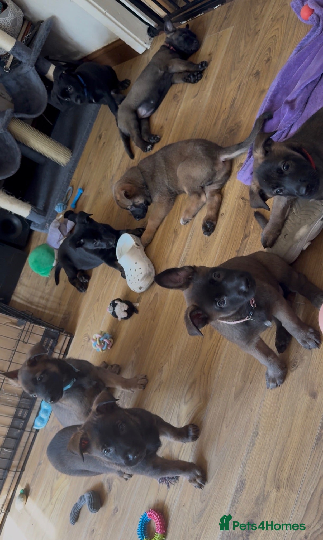 Belgian Shepherd Dog dogs 9 Beautiful Babies  - Advert 5