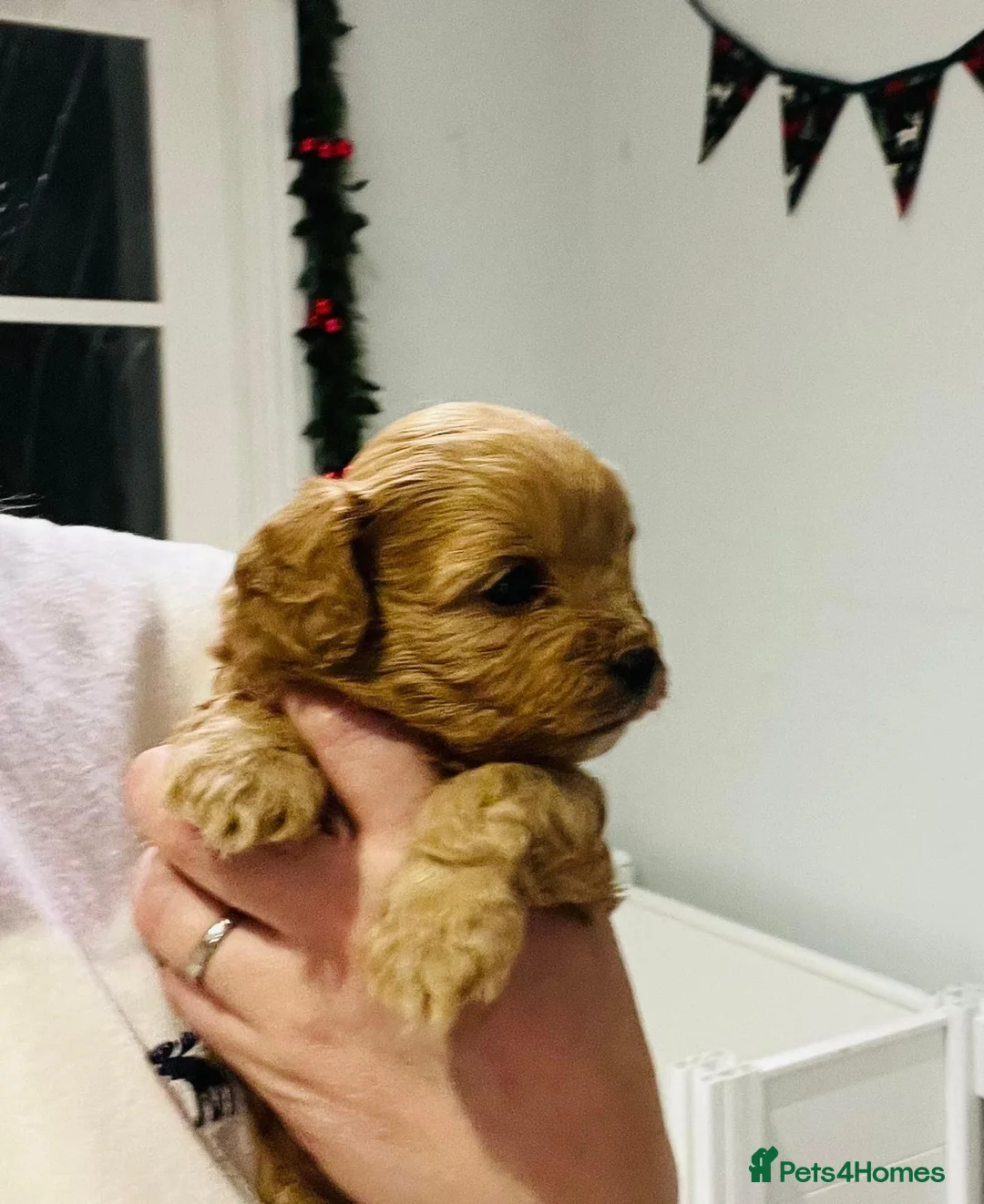 Cavapoo dogs for sale: Stunning F1b Cavapoo puppies  - Advert 26