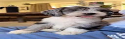 Sheepadoodle dogs for stud: Sheepadoodle hybrid stud  - Advert 21