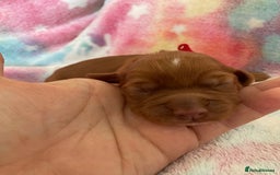 Cocker Spaniel dogs for sale: Working Cocker spaniel puppies - Image 5