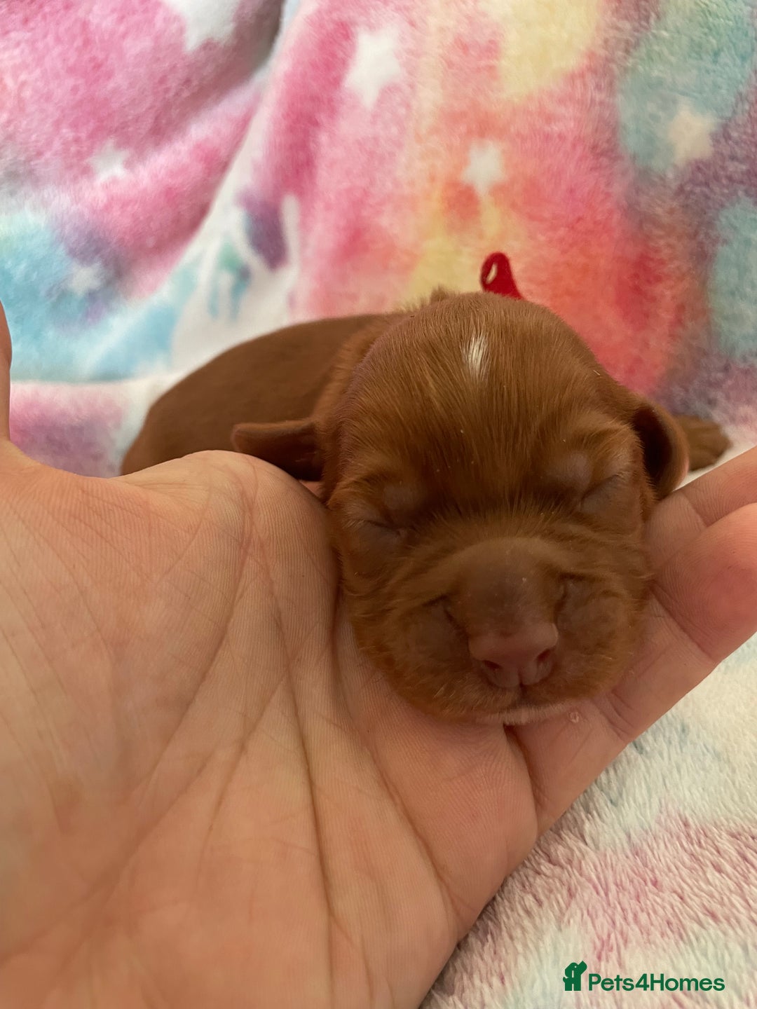 Cocker Spaniel dogs for sale: Working Cocker spaniel puppies - Image 5