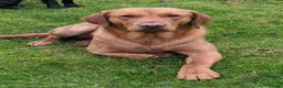 Labrador Retriever dogs for stud: KC Fully Health Tested Fox Red Working Labrador in Berwick-upon-Tweed - Advert 13
