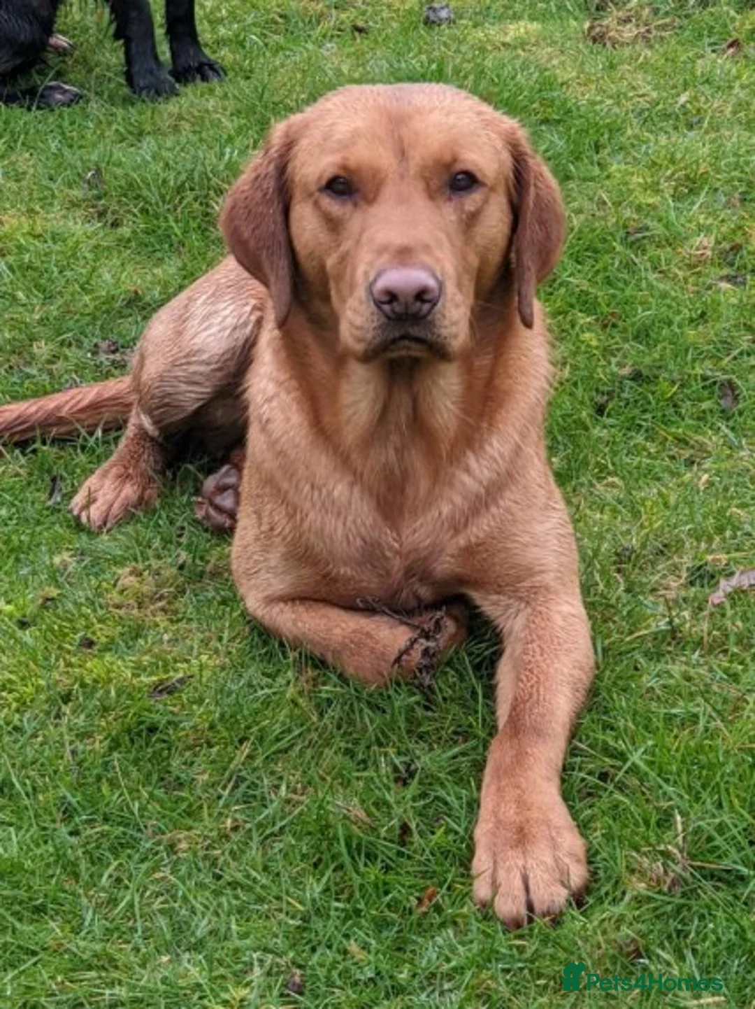 Labrador Retriever dogs for stud: KC Fully Health Tested Fox Red Working Labrador in Berwick-upon-Tweed - Advert 13