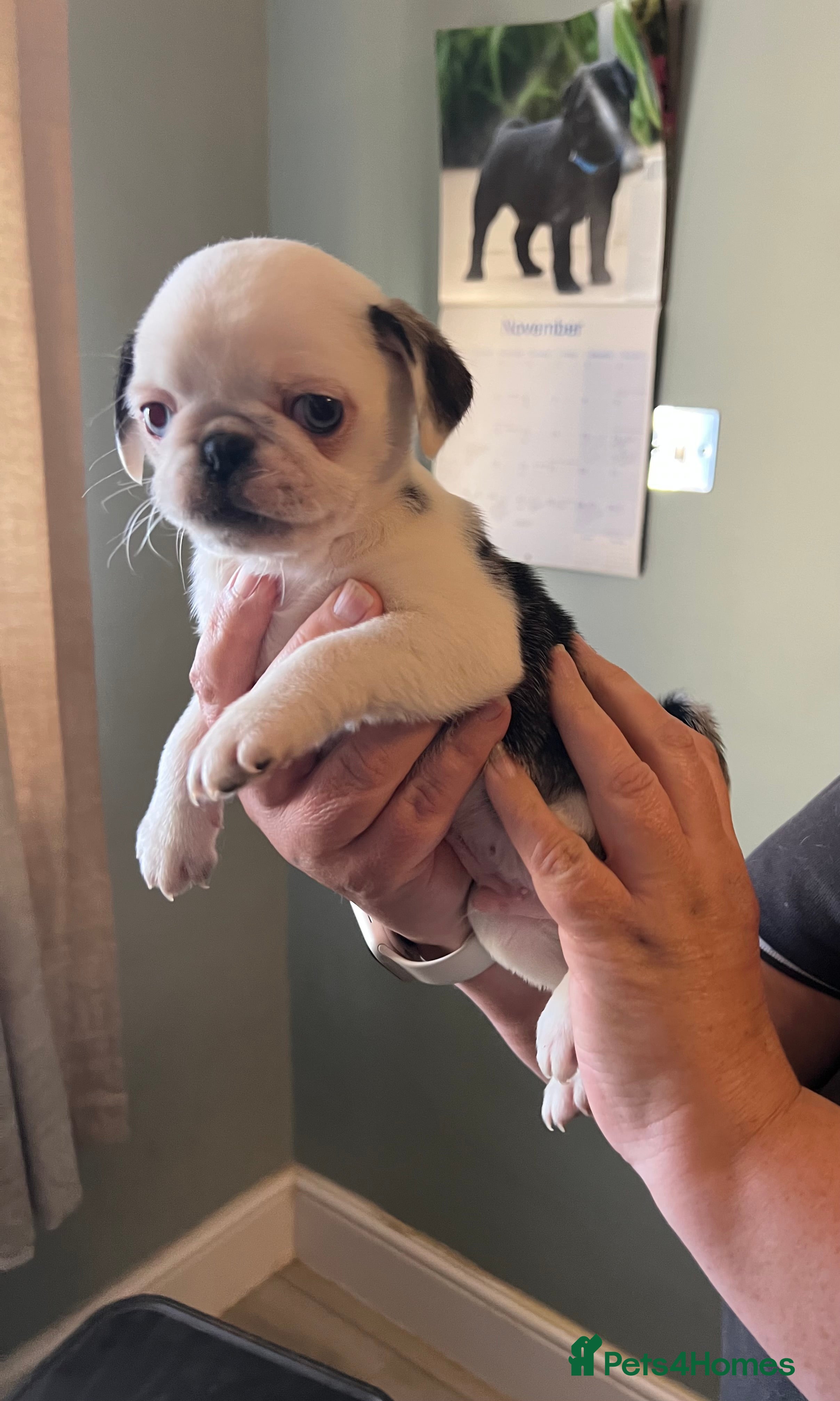 Pug dogs 1 Kc reg male puppy and adult female  - Advert 8