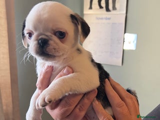 Pug dogs 1 Kc reg male puppy and adult female - Advert 8