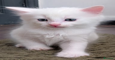 British Longhair cats - Advert 3
