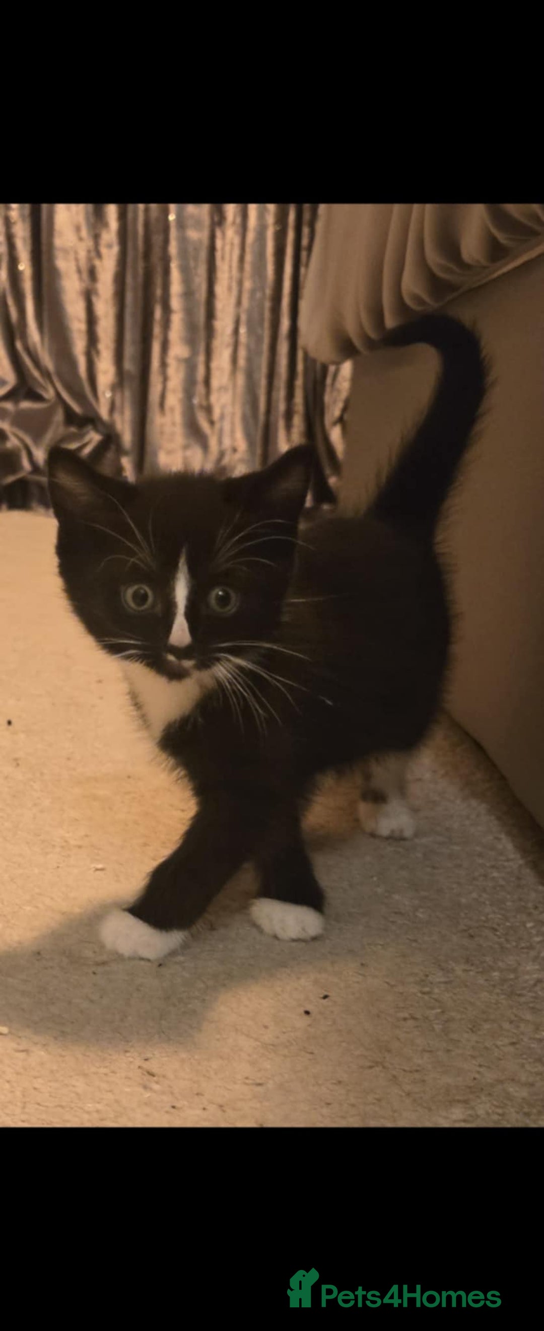 Mixed Breed cats for sale: 2 male kittens. Black and white remaining. - Image 1