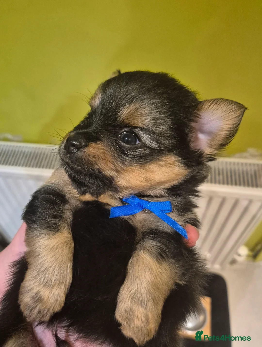Mixed Breed dogs for sale: TINY yorkie x minature pom puppies - Advert 12