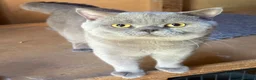 British Shorthair cats for sale: Lilac stud cat  - Advert 3