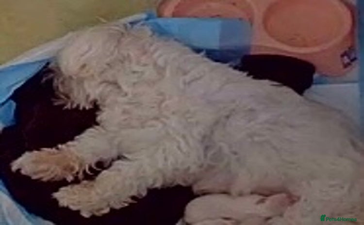 Maltese dogs - Advert 14