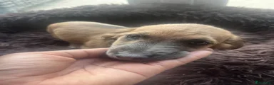 Chiweenie 2