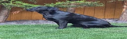 Labrador Retriever dogs for stud: KC Labrador stud - Advert 3