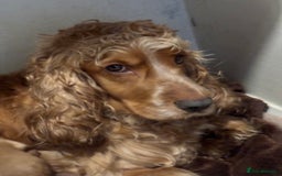 Cocker Spaniel dogs for sale: COME AND MEET US NOW Outstanding  show type - Image 7