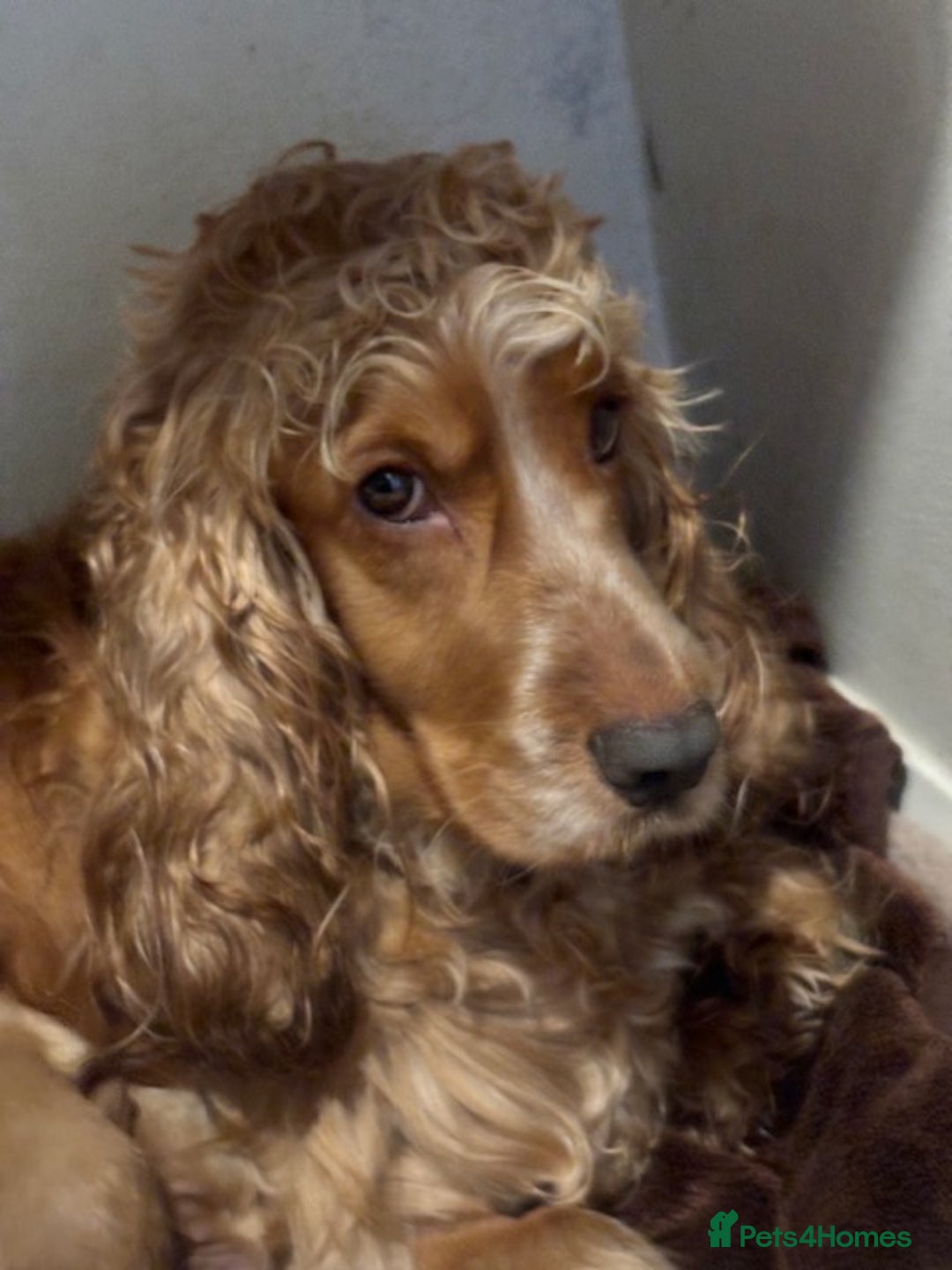 Cocker Spaniel dogs for sale: COME AND MEET US NOW Outstanding  show type - Image 7